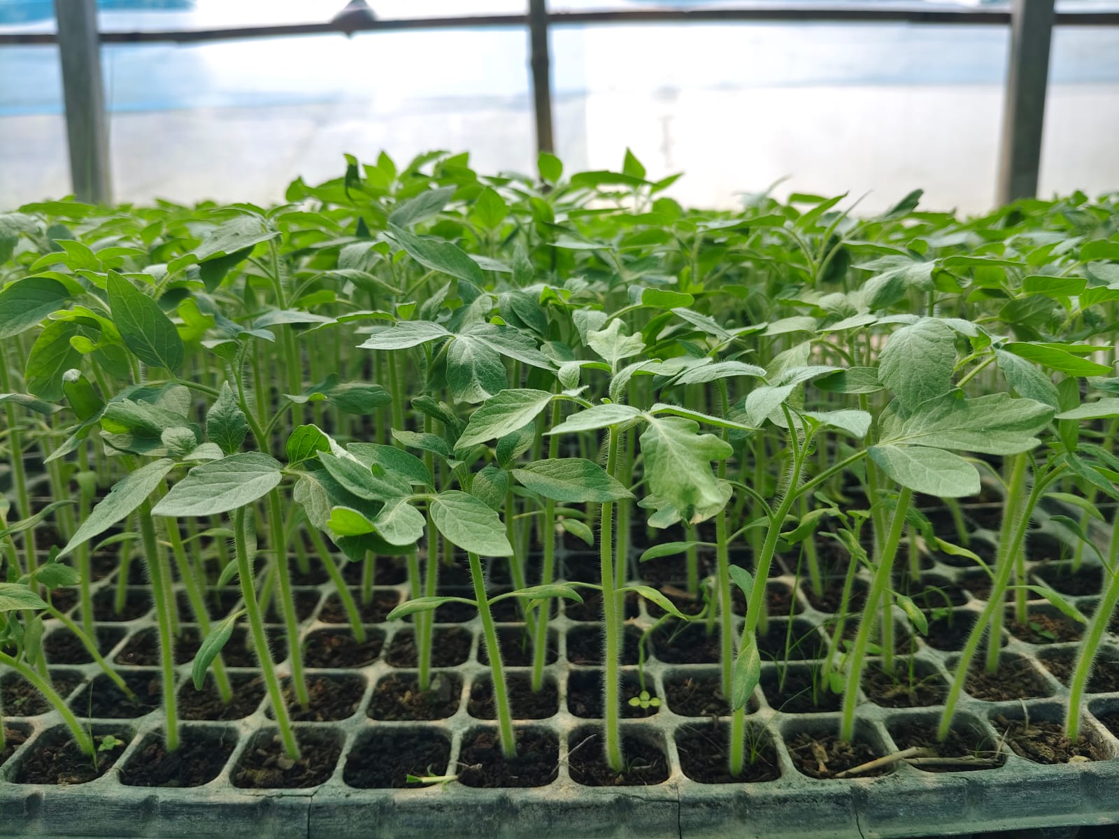 Tomato Seedling