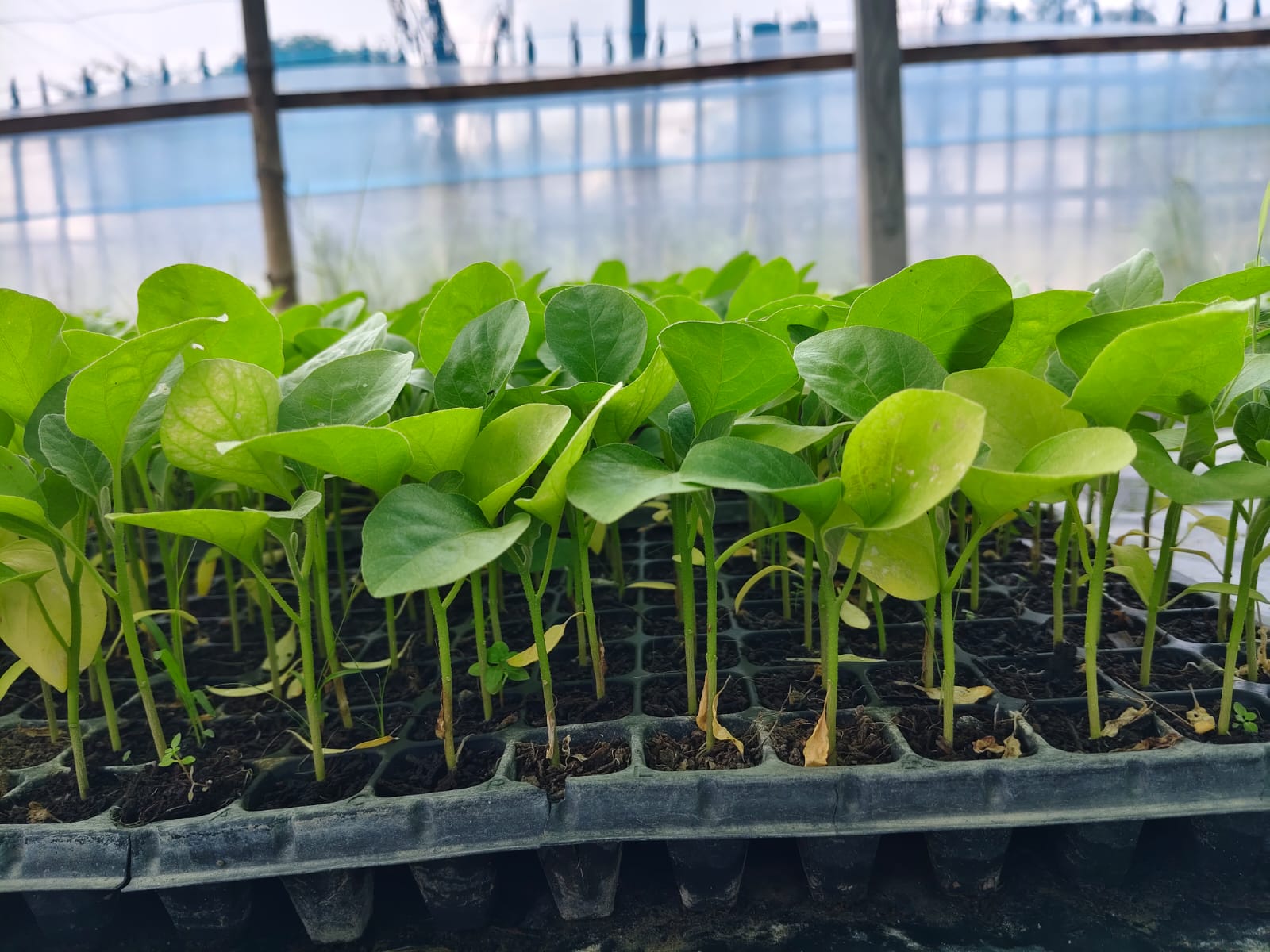 Eggplant (Brinjal) Seedling