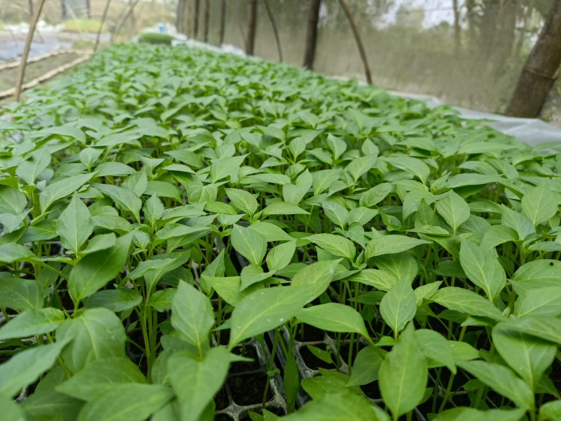 Chili Seedling