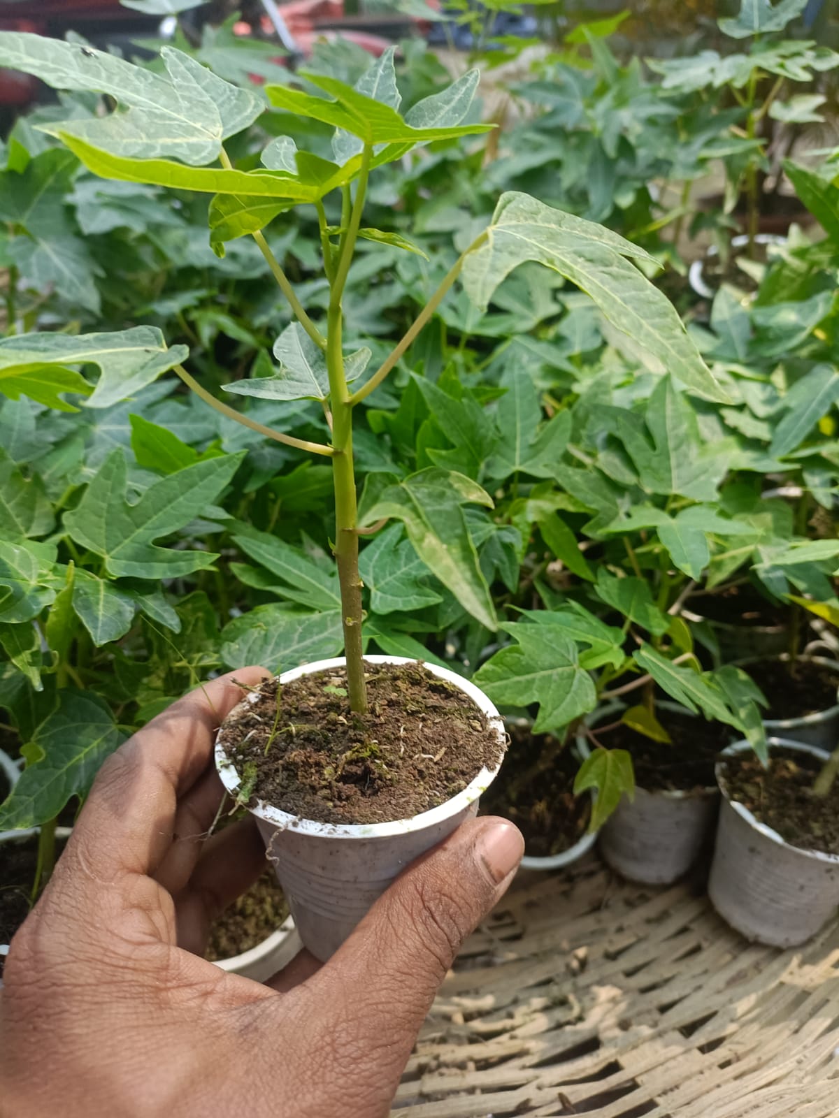 Papaya Seedling (Red Lady)