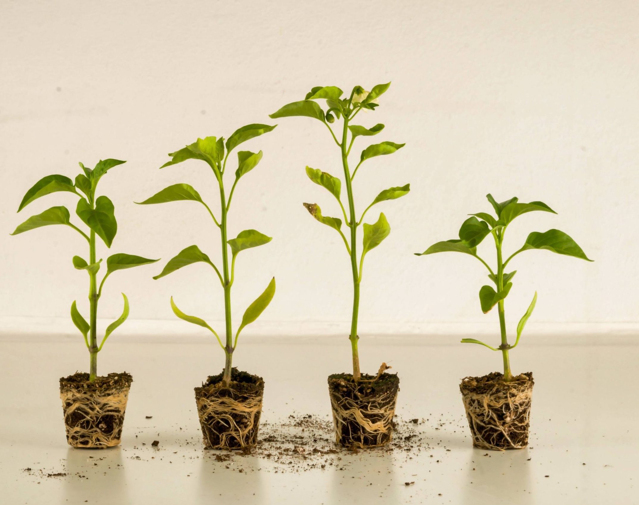 Four houseplants growing next to each other in a room